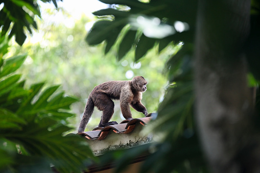 Capuchin monkey standing on roof, Choroni, Venezuela.