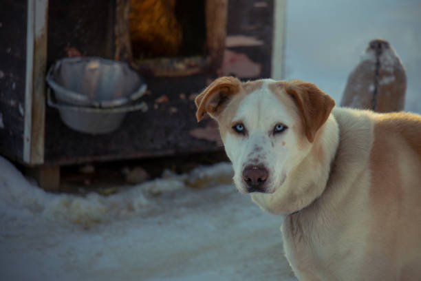 Dog sledding is a very popular sport in Norway. In the history it was a common way of transportation.