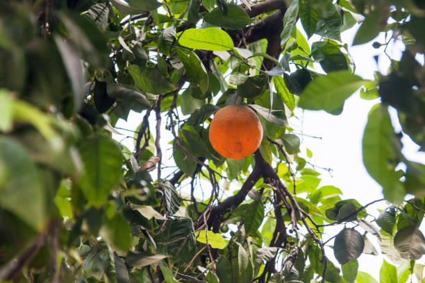istock Vacation in Turkey view of fresh orange tree during summer 1469952763