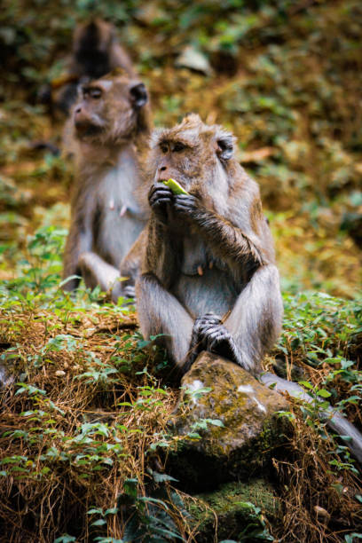 istock Photo of two monkeys 1469952901