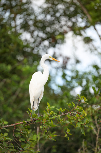 Great Egret perching on branch in forest, Los Llanos, Venezuela.