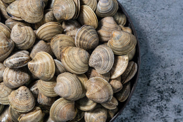 clams fresh seafood catch macro closeup texture on gray - clam imagens e fotografias de stock