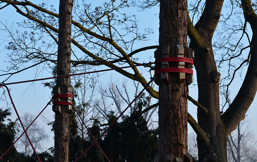 tied main branches in the crown of the elm. the arborist tied the old and fragile branches together with a synthetic rope. items made of wooden blocks protect the bark from bruises. tested and secured, arborist, together