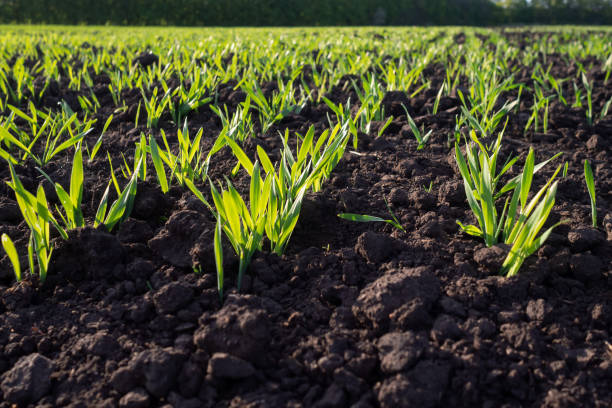Young shoots of winter wheat in sunlight. Fertile soil with sprouts. Farming, agriculture. Farming, agriculture. Young shoots of winter wheat in sunlight. Fertile soil with sprouts. Agricultural background. mini wheat cereal stock pictures, royalty-free photos & images