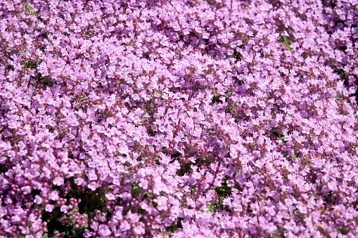 Thyme (Thymus serpyllum). Small pink flowers. Beautiful floral background