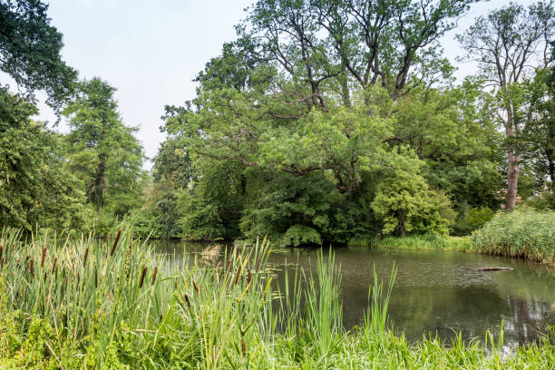 istock Lake surrounded by Trees and Reed Grass in Summer, Germany 1469959895