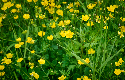 a sea of flowers of bright yellow buttercups (ranunculus)