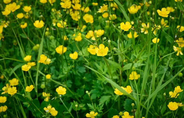 Blooming yellow Buttercup (Ranunculus) in the forest. Beautiful spring floral background.