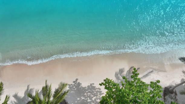 istock The tropical Summer with wave water as white sand beach  and palm trees background 1469960879