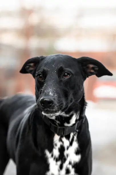 Portrait of a wonderful blackdog. Mix breed. Mongrel dog. Dog in snow. Winter mood.