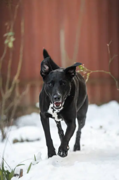 Portrait of a wonderful blackdog. Mix breed. Mongrel dog. Dog in snow. Winter mood.