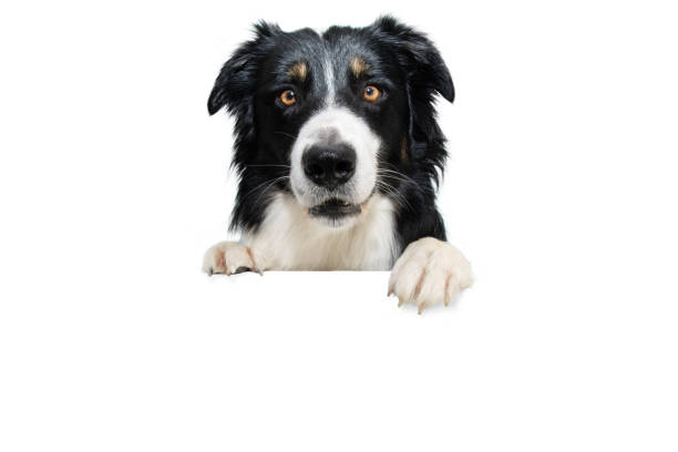 istock Banner border collie dog, hanging its paws in a blank. Isolated on white background. 1469961937