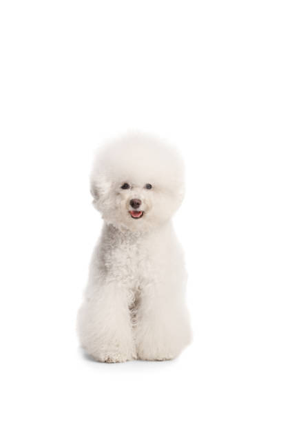 istock Adorable Bichon Frise groomed dog 1469961939