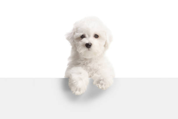 istock Cute little Bichon Frise dog standing behind a white panel 1469961947