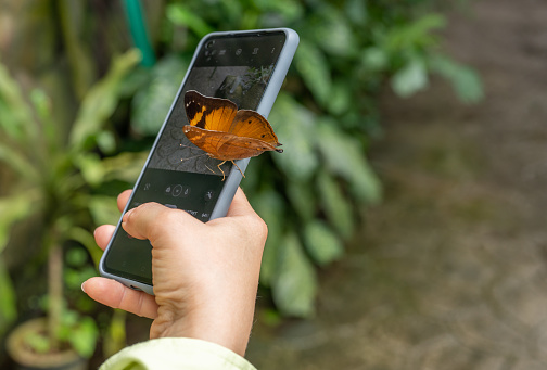 Woman photographing butterfly with smartphone. taking picture with cellphone against summer background