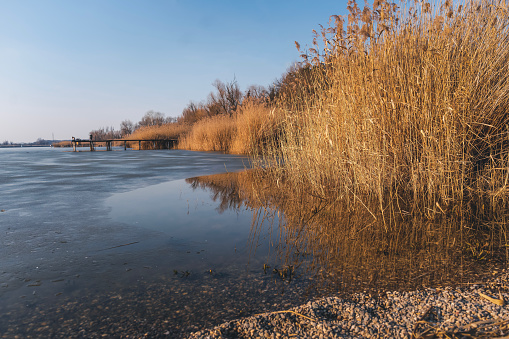 Spring beautiful sunny landscape. Shore of an ice-covered lake with dry reeds on shore