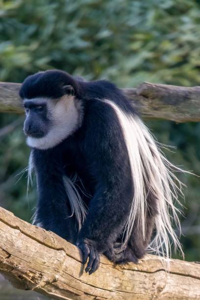 istock black and white colobus monkeys at Howletts Zoo 1469964936