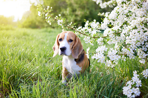 A beagle dog in the park near a blooming apple tree. Spring background.
