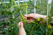 The woman's hands form bushes of flowering tomato plants, prune the side shoots of the plant to increase the yield of tomatoes