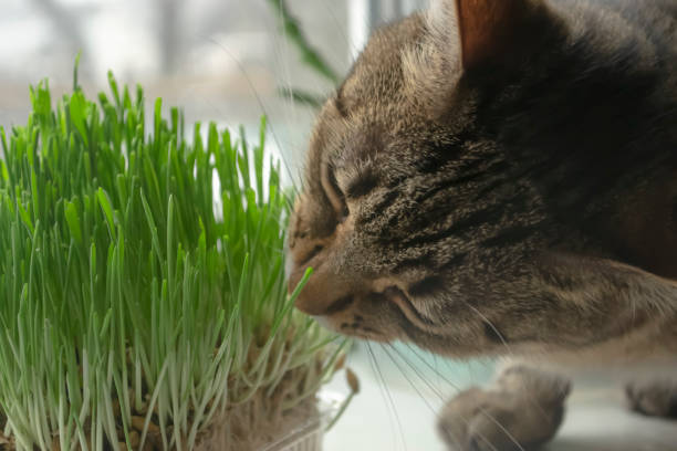 istock A domestic cat eats grass on the windowsill. The cat sniffs the grass. Striped cat and green grass. decorative grass for cats on the windowsill. 1469965396