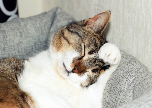 istock A homely simple cute happy cat sweetly washes its muzzle with a paw, lying in a soft and cozy cat bed. 1469965612