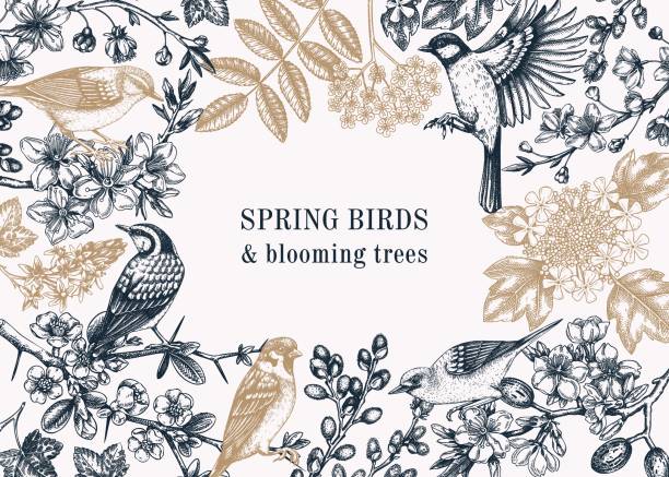 스케치 스타일의 스프링 프레임 디자인 - frame bird tree spring stock illustrations