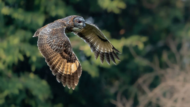 istock The mottled wood owl (Strix ocellata). 1469966998