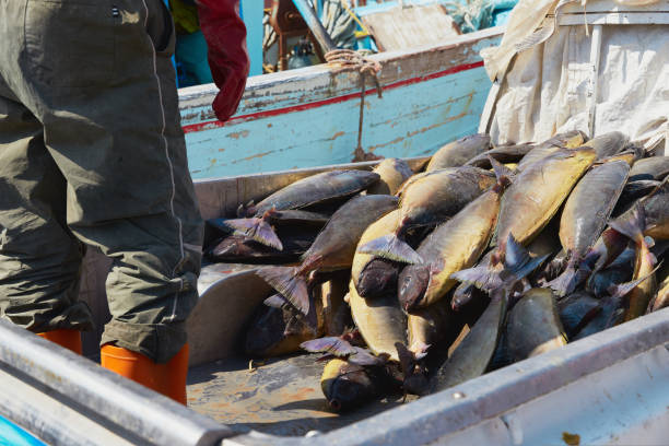 The men load the caught fish into the car. Preparing for delivery. Local fishermans.