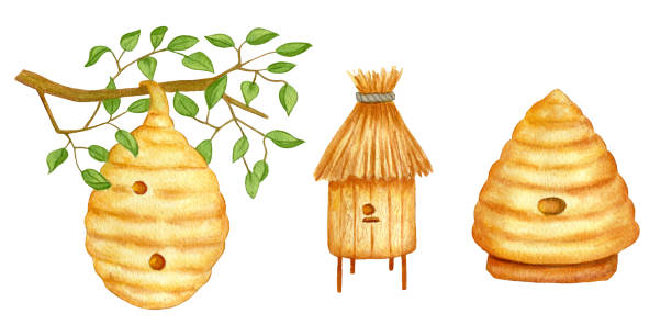Set With Bee Hives. Watercolor Wooden Beehive, Wild Beehive on Tree Branch. The illustration is painted by hand. Set With Bee Hives. Watercolor Wooden Beehive, Wild Beehive on Tree Branch. The illustration is painted by hand beehive hairstyle stock illustrations