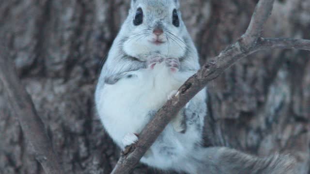 Siberian flying squirrel sitting on a branch and grooming its fur