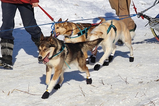 Husky sled dogs at the Iditarod Official Start in Willow, Alaska.