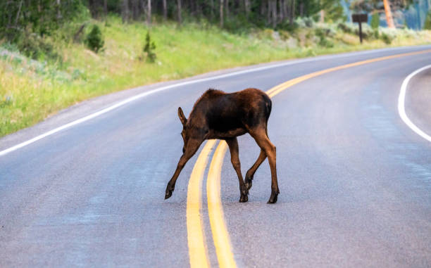 istock Moose Calf Crosses Double Yellow Line With Caution 1469969315