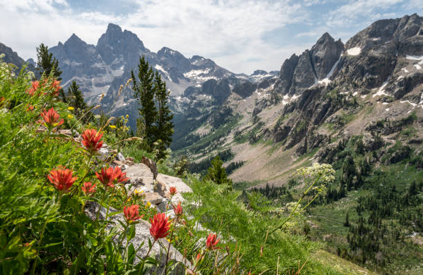 istock Orange Paintbrush Along Steep Slope Overlooking Paintbrush Divide Trail 1469970093