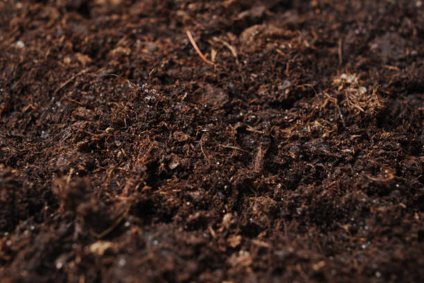 istock fertile soil for planting and growing plants. 1469970169