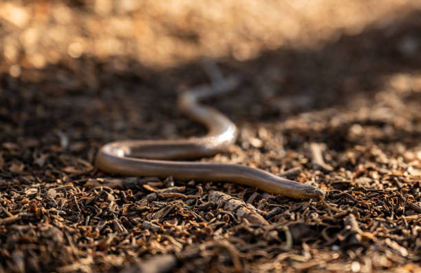 istock Shiny Northern Rubber Boa Snake Slithers Across Dirt Ground 1469970896