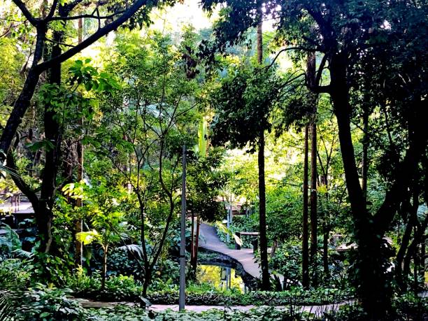 istock Trees and green vegetation on a tropical park 1469972470