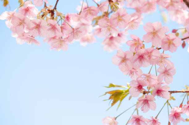 istock Cherry blossoms in full bloom on blue sky background with copy space. A scene of spring time in Japan. Creases lannesiane carriere, Kawazu-zakura. 1469974594