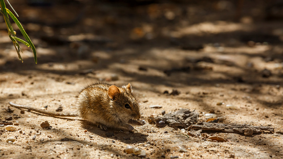Rhabdomys eating seed on the ground  in Kgalagadi transfrontier park, South Africa ; specie Rhabdomys pumilio family of Muridae