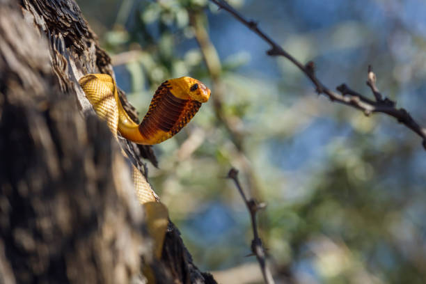 남아프리카 공화국 크갈라가디 트랜스프론티어 공원의 케이프 코브라 - cobra front view snake cape cobra 뉴스 사진 이미지