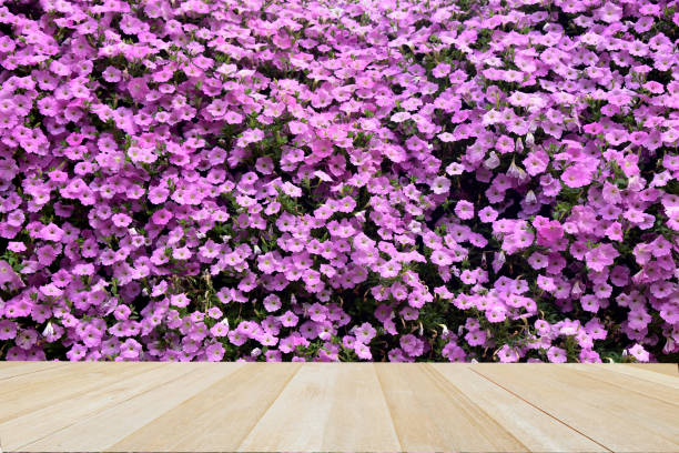 istock Wooden table on Pink Petunia flowers for background 1469976689