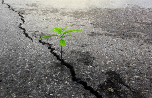 istock The plants grow on the cement floor with patience. 1469976840