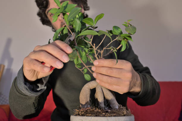 istock bonsai pruning at home 1469977563