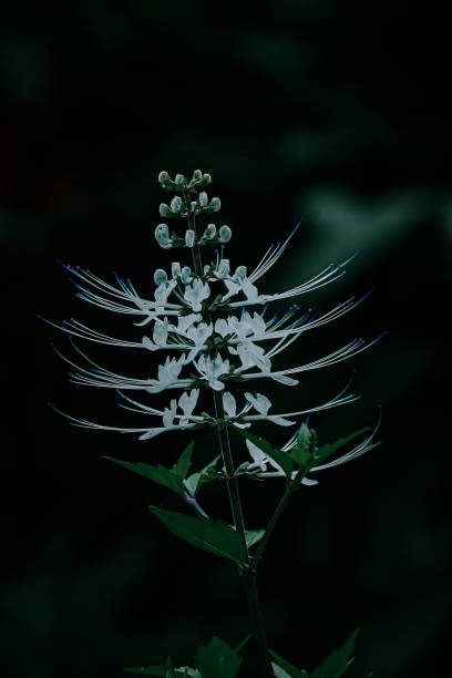 Orthosiphon aristatus Orthosiphon aristatus, also known as cat whiskers, is a plant from the Lamiaceae/Labiatae family. This plant is one of the original Indonesian medicinal plants which has quite a lot of benefits and uses in overcoming various diseases. orthosiphon aristatus stock pictures, royalty-free photos & images