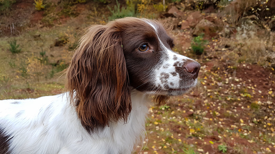 Beautiful close up shot of brown and white spaniel dog looking into the distance whilst out on a walk for exercise in woodland in rural Shropshire.