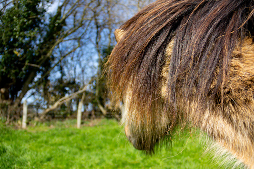 Close up shot of long haired fluffy pony as it stands looking into the distance in field in rural Shropshire.