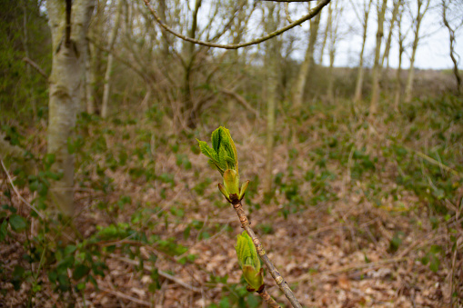 New growth, new beginnings. leaves start to unfurl on new branch of tree in woodland in rural Shropshire.
