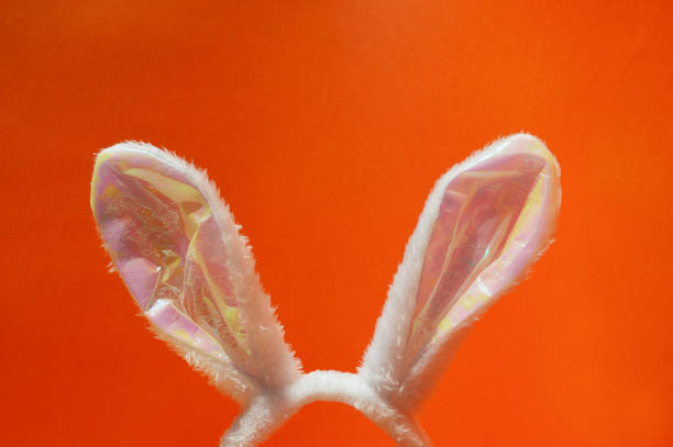 istock white fluffy rabbit ears. background for the design of Happy Easter, spring holiday 1469978089