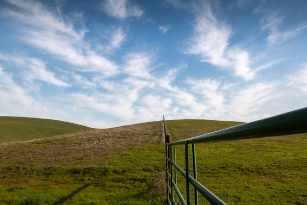istock Grass in green only in the winter 1469978773