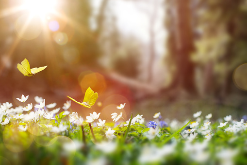 Forest glade with lots of white spring flowers and butterflies on a sunny day