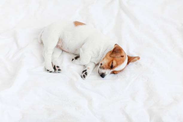 istock Jack Russell terrier puppy sleeps in bed at home 1469980732